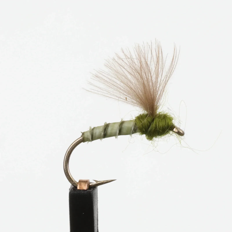 CDC Biot Comparadun BWO