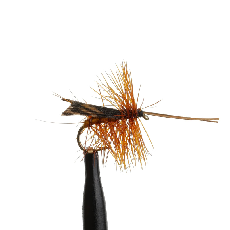 Tent-Wing Caddis Brown
