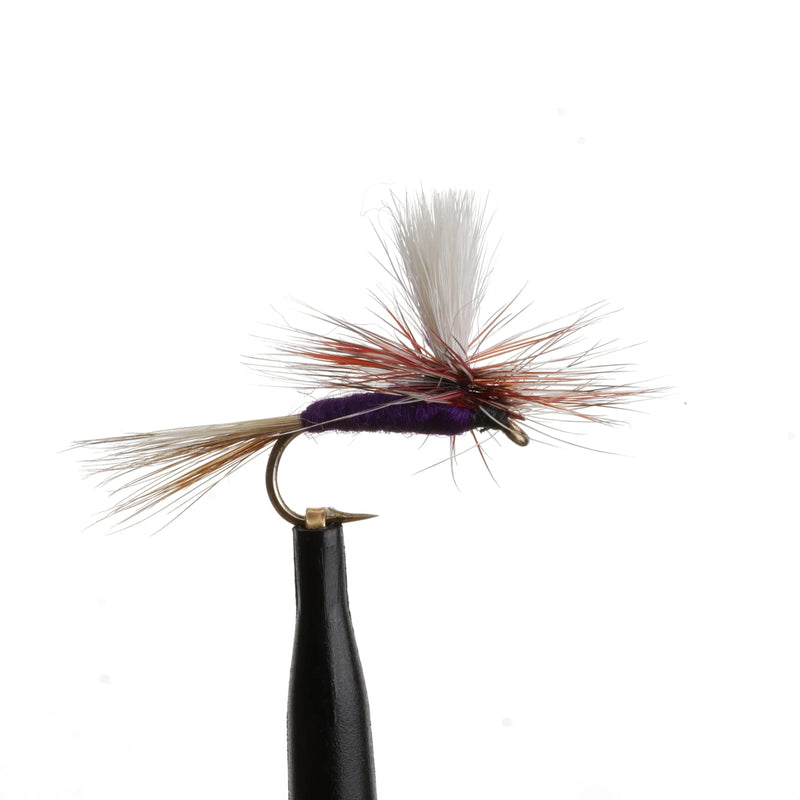 Adams Para Purple Natural