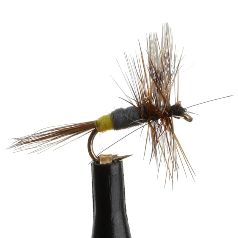 Adams Female Natural