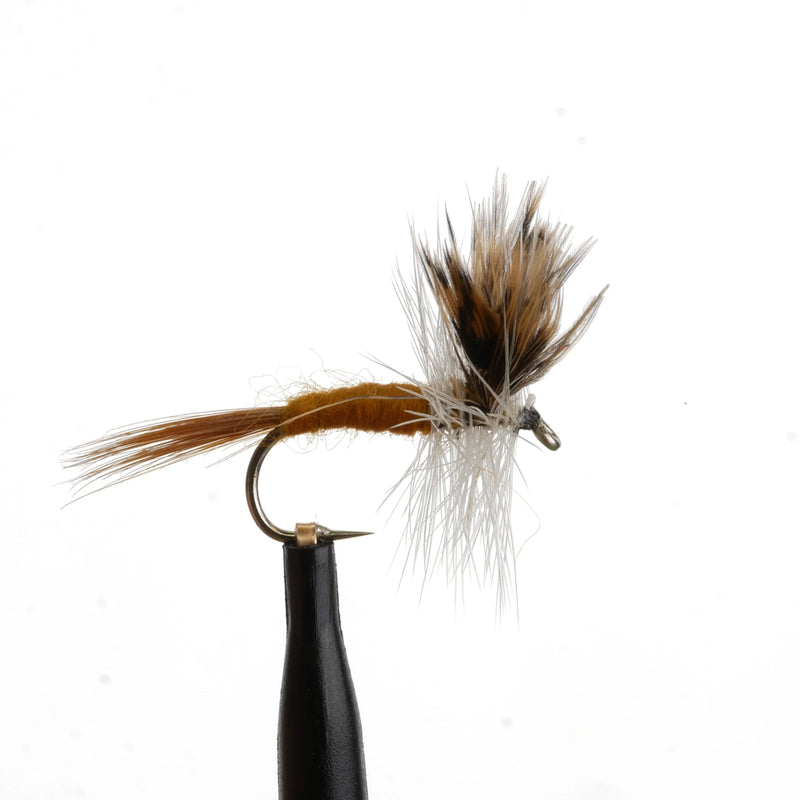 Burnt Cahill Natural