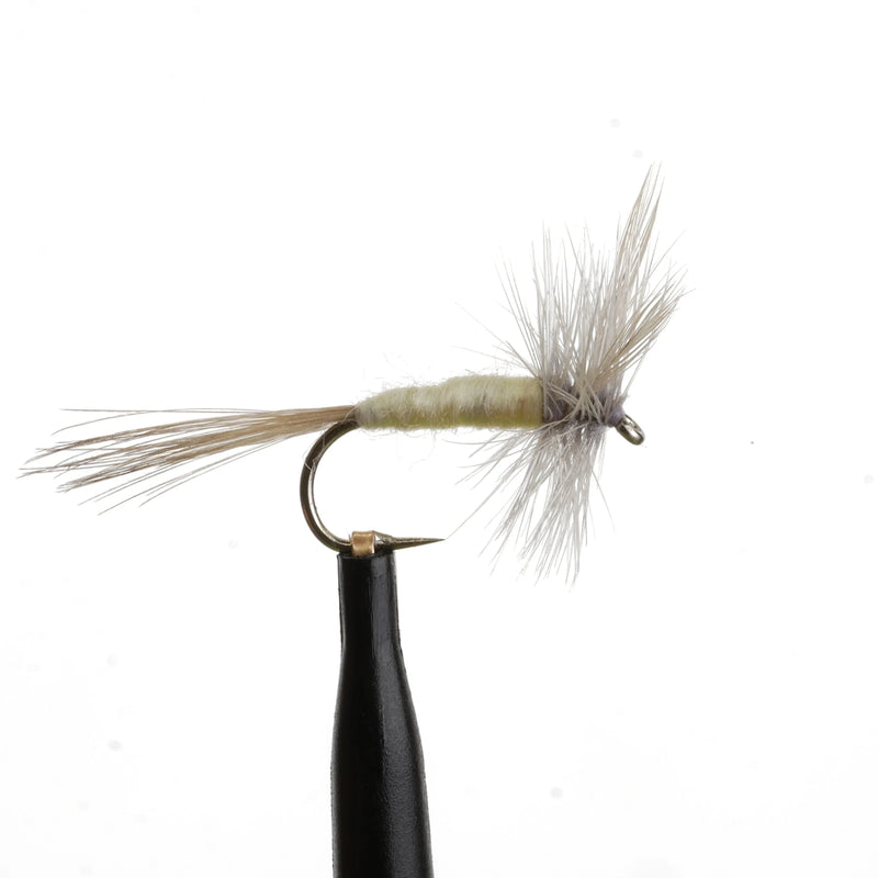 Pale Morning Dun Natural