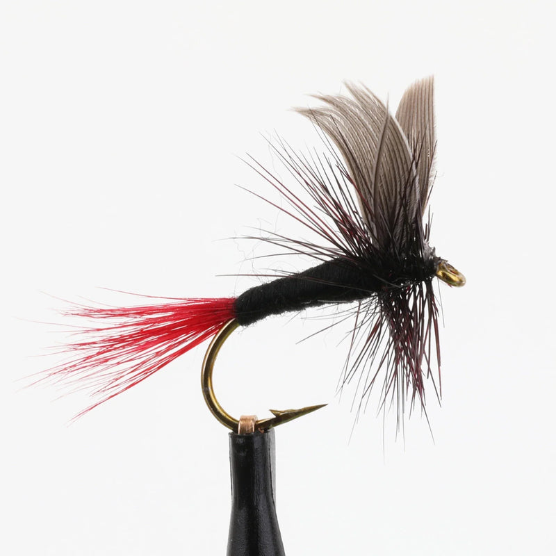 Black Gnat Red Tail