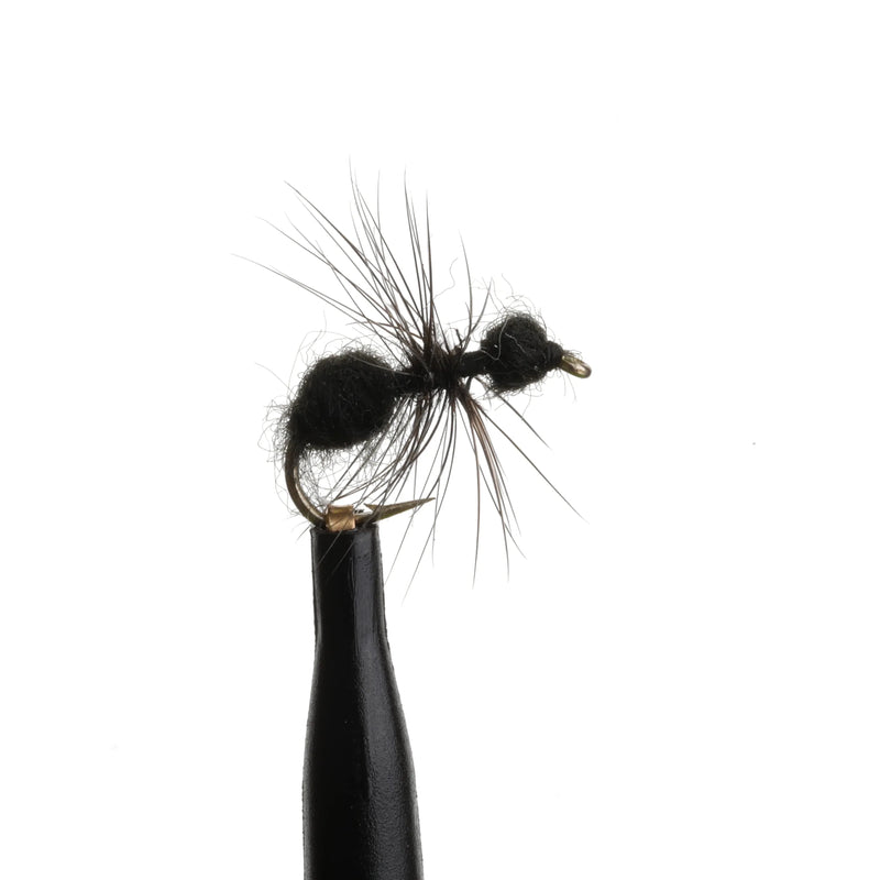 Black Ant Natural