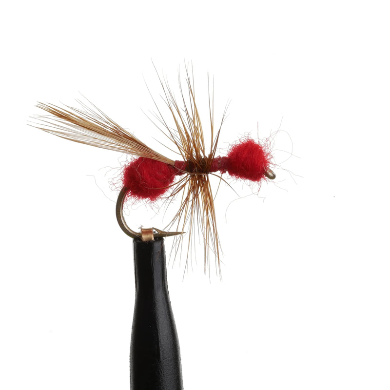 Flying Red Ant Natural