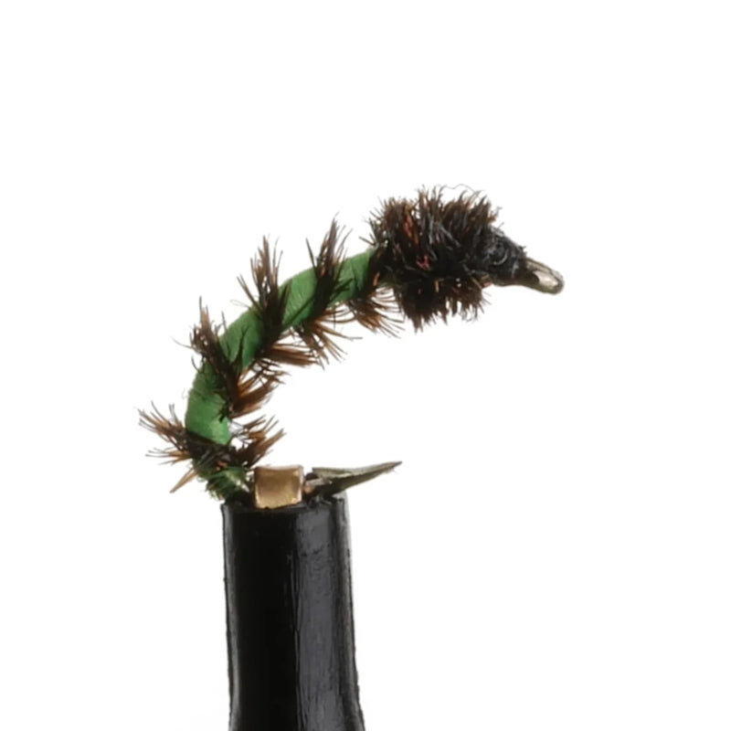 Gill Ribbed Larvae Natural