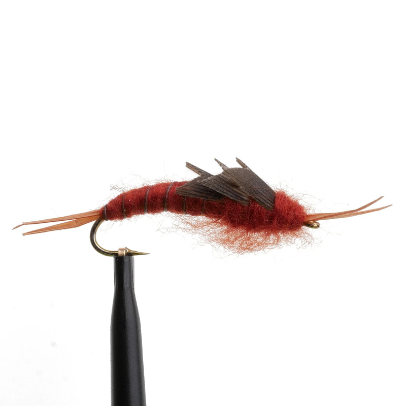 Kaufmann's Stonefly Maroon