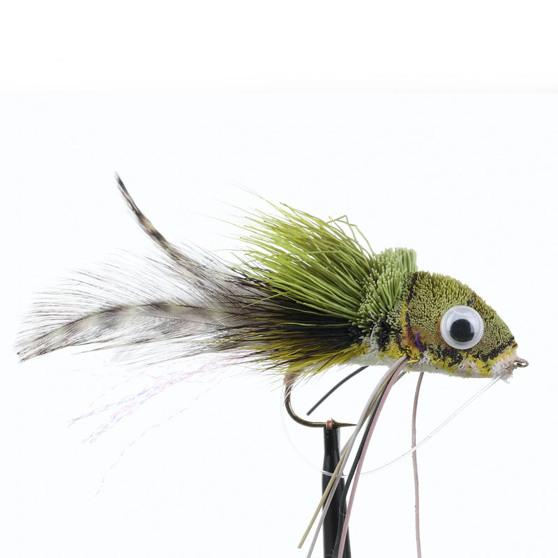 Swimming Frog White Belly